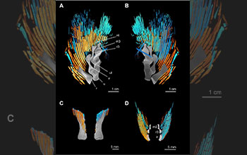 CT scan of dermal rays of pectoral fin