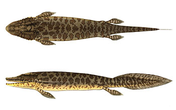 Reconstruction of <em>Tiktaalik roseae</em>, a late Devonian 