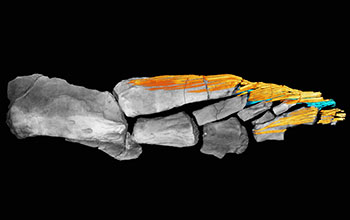 CT scan of Tiktaalik roseae's fin skeleton