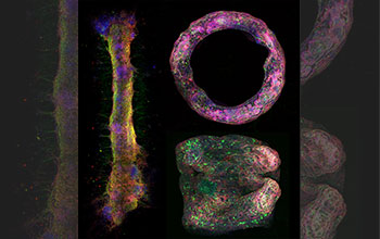 Neural tissue geometries