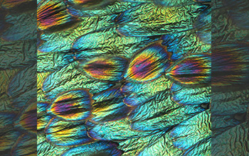 Underside of artificially selected blue buckeye butterfly wing scales