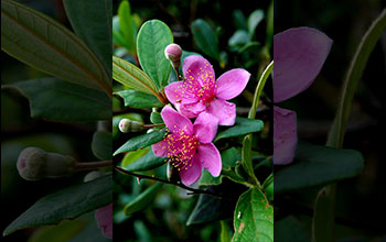 Rose myrtle (Rhodomyrtus tomentosa)