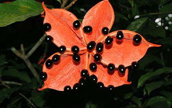 Chinese chestnut (Sterculia monosperma)