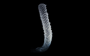 Skeleton of marine sponge Euplectella aspergillum