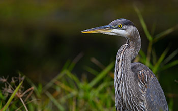 Great blue heron