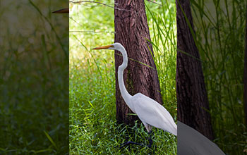 Great egret