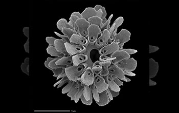 Limestone shell produced by coccolithophore Syracosphaera Anthos