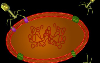 viruses attempting to dock on a microbial mat, using the tips of their tails.