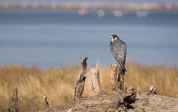 Peregrine falcon