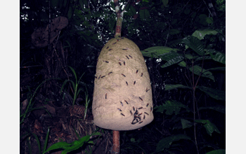 Nest of wasp species <em>Polybia dimidiate</em>