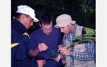 Collecting insects at Selva Negra in Nicaragua for the Team Scarab project