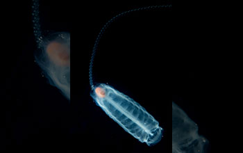 Salp releasing chain of sexual form of the species