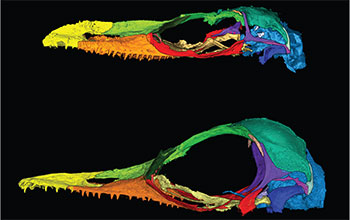 Comparison of Oculudentavis naga and Oculudentavis khaungraae