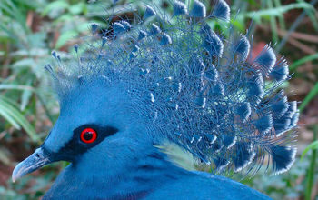 a crowned pigeon