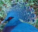 a crowned pigeon