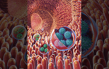 Vesicles containing clusters of viruses within the gut