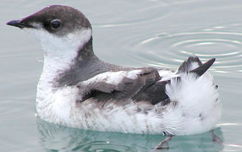 bird on a lake