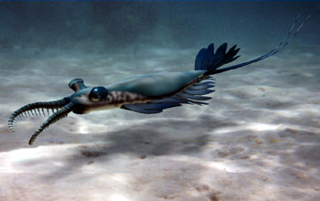 An anomalocarid cruises over the Cambrian seafloor searching for prey