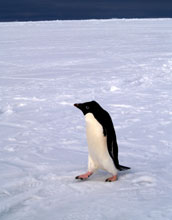 Adelie penguin