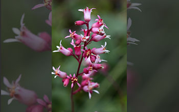 San Gabriel alumroot (<em>Heuchera abramsii</em>)