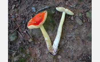 <em>Amanita</em> fungi