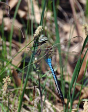 Green Darner Dragonfly <em>Anax junius</em>