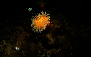 An anemone in the Ross Sea, Antarctica