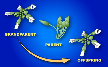 Illustration explaining that a trait may skip a generation