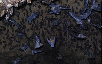 Photo of multiple bats in a cave in Trinidad.