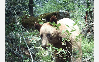 Black bear snacking