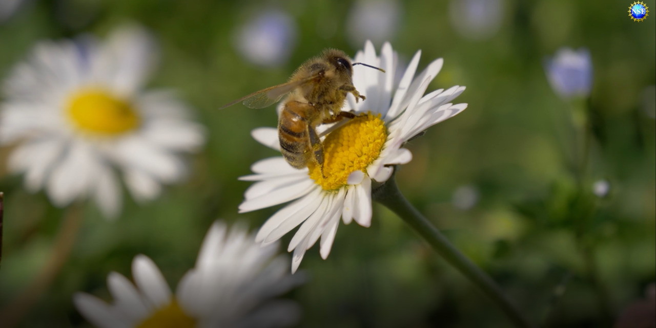 a bee on a flower