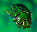 Photograph of a jewel beetle.