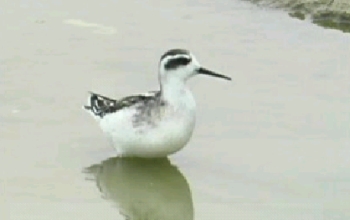 This movie shows red-necked phalarope feeding behavior.