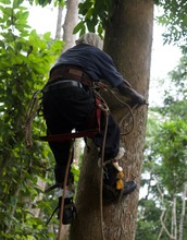 Awardee Benjamin Blonder will study transportation networks in leaves.