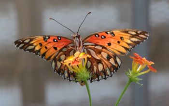 Butterfly perched on flower