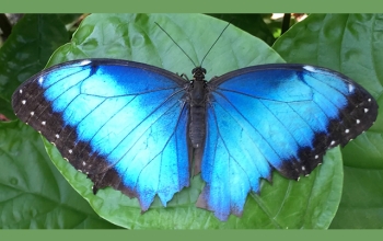 butterfly on leaf