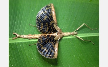 Walking stick species <em>Phasma gigas</em>