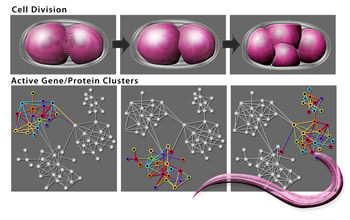 Illustration of <em>C. elegans</em> developmental network maps