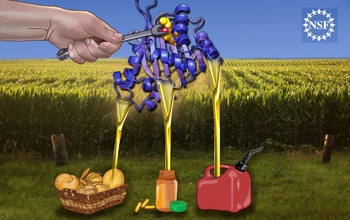 Research on plant protein chalcone-isomerase will contribute to biomedicine and renewable energy