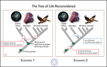 Illustration showing two possible scenarios how complex comb jellies evolved before simpler sponges.