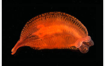 Photo of a comb jelly