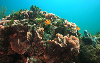 corals and fish at submarine springs along the Caribbean Coast of Mexico.