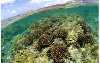 Photo of a coral reef in the Northwestern Hawaiian Islands.