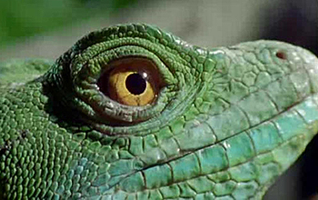 Close up photo of a lizard