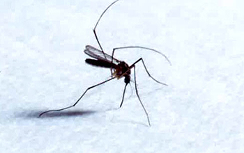 Close up of a mosquito