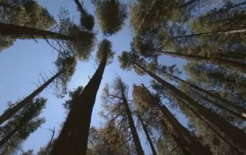 Looking upward at tree tops against sky