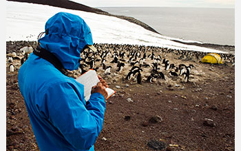 Studying penguins