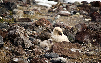 Skua and chick