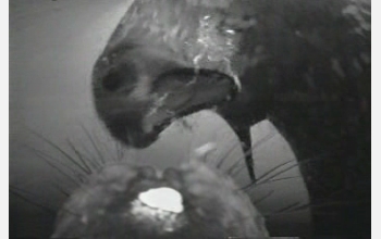 An Antarctic Weddell seal playfully opens its mouth as another seal approaches