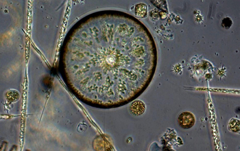 Diatoms from Puget Sound, Wash.